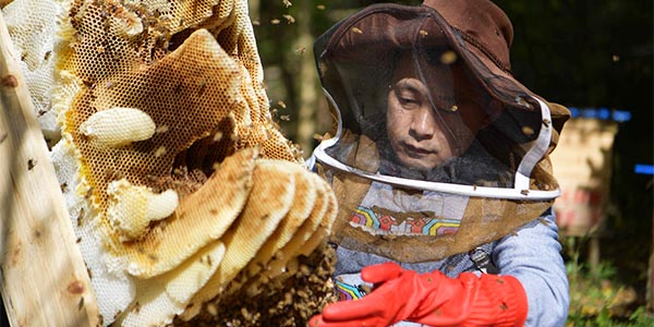 Yao Jun, un granjero de abejas quien ayuda a más residentes a salir de pobreza a través de crianza de abejas