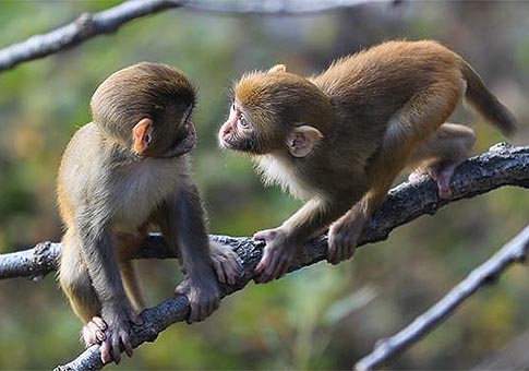 Monos jugando en la Montaña Huaguo