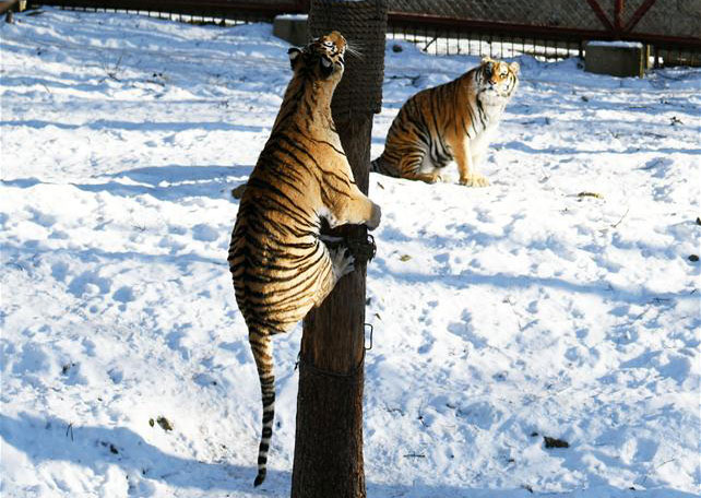 El Parque del Tigre Siberiano de Hengdaohezi