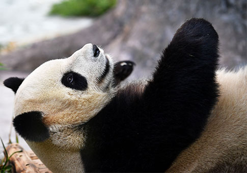 Pandas gigantes hacen su debut público en Hainan