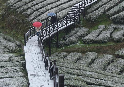 Turistas visitan el Jardín de Té Wujiatai en Hubei