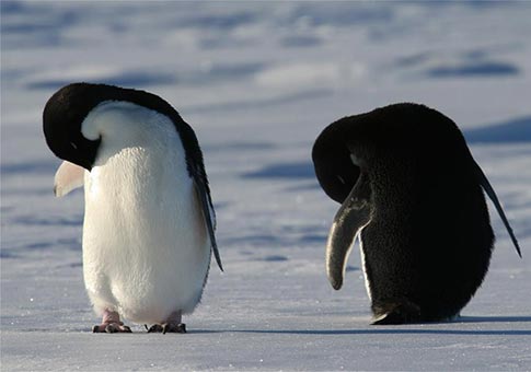 Pingüinos cerca del rompehielos de investigación Xuelong de China en la Antártida