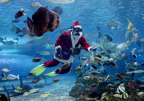 Buzo portando traje de Santa Claus alimenta a peces en Parque Océano de Manila