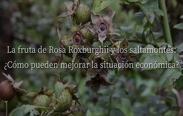 La fruta de Rosa Roxburghii y los saltamontes: ¿Cómo pueden mejorar la situación económica?