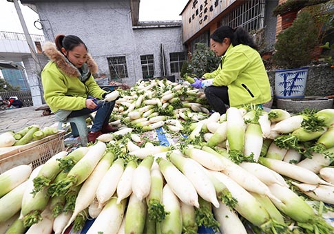 Guizhou: Negocio de rábanos blancos ayuda a residentes a incrementar ingresos en villa de Hezhuang