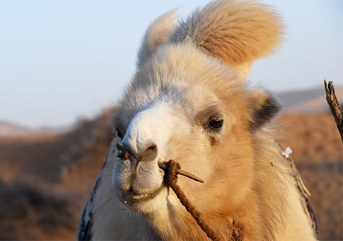 Mongolia Interior: La 2 Feria Nadam del Camello en Alxa