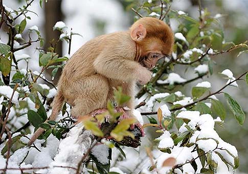 Monos en medio de la nieve