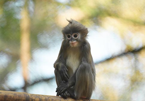 Santuario de Vida Silvestre Sepahijala, hogar de cuatro especies de mono primate