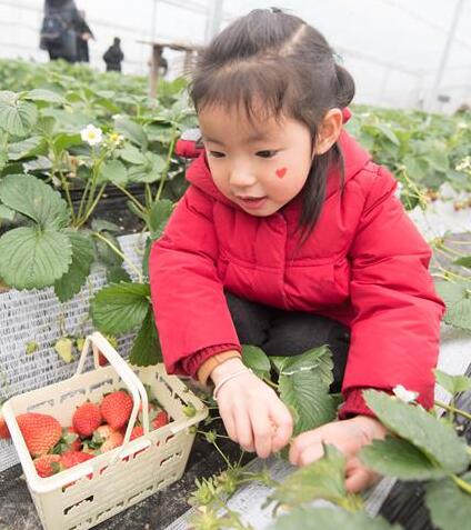 La industria de fresas de Zhejiang