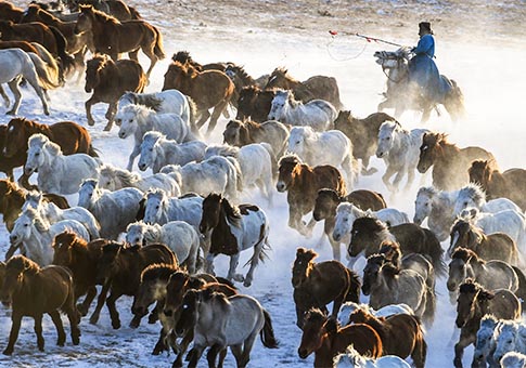 Mongolia Interior: Caballos corren en pradera cubierta de nieve en la Bandera de Hexigten de Chifeng