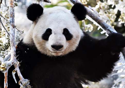 Panda gigante "Ya Shuang" en zoológico de Jinan