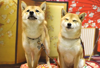 "Pet Haku 2019", exhibición de mascotas en Yokohama, Japón