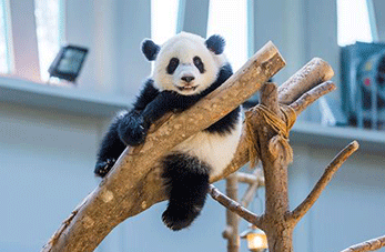 Panda gigante celebra primer cumpleaños en Zoológico Nacional de Malasia