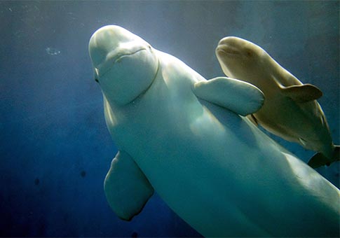 Fotos de una ballena blanca hembra y un ballenato en acuario Chimelong Ocean Kingdom