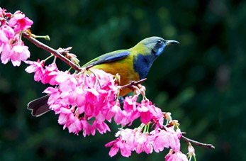 Pájaros y flores de cerezo