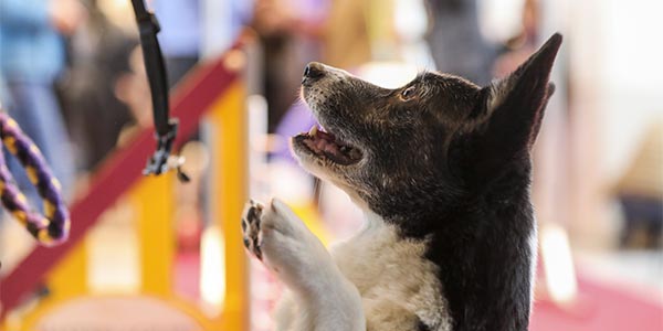 Se llevará a cabo la 143 Exposición anual Canina del Club Canino de Westminster en febrero