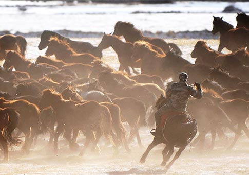 Gansu: Caballos galopan en pradera cubierta de nieve en Rancho Shandan con montañas Qilian