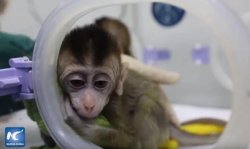 Clonan en China monos de un macaco editado genéticamente