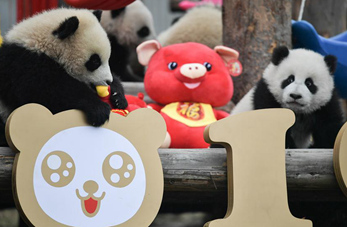 Cachorros de panda gigante hacen aparición grupal en Sichuan