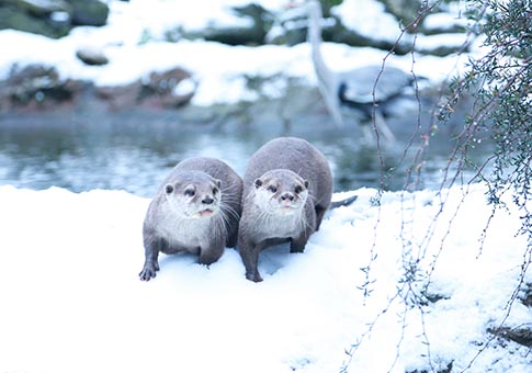 Animales disfrutan de nieve en Zoológico de Londres