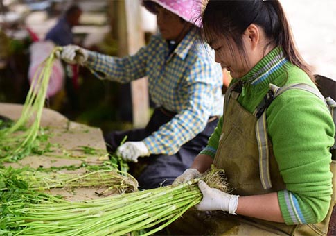 Hainan: Agricultores se ocupan con cosechar apio para satisfacer demanda de clientes en Festival de Primavera en villa de Qiaotou