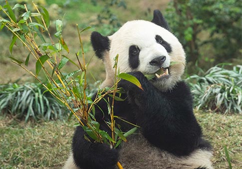 Pabellón del Panda Gigante de Macao ofrece admisión gratuita por el Año Nuevo Lunar