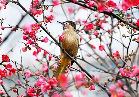 Pájaros en primavera