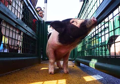 "Carrera" de mini cerdos en China
