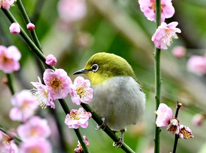 Aves y flores en Fuzhou