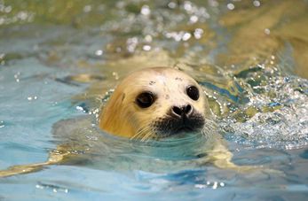 Cachorro de foca en Harbin