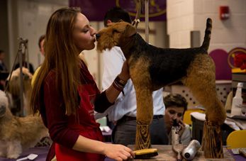 Exposición Canina del Westminster Kennel Club en Nueva York