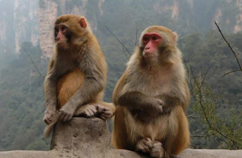 Macacos en Zhangjiajie, Hunan