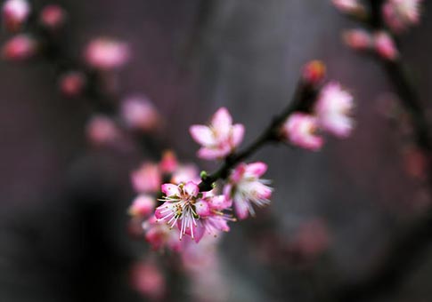 Shandong: Vista de las flores de durazno en un invernadero duraznero