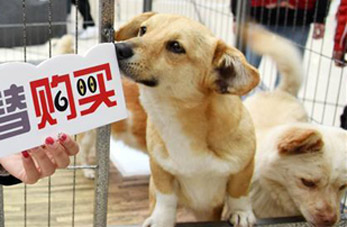 Campaña de "adopción en vez de comprar" en Shandong