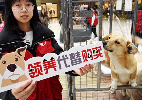 Campaña de "adopción en vez de comprar" en Shandong