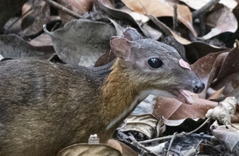 Ciervo ratón en bosque en Singapur