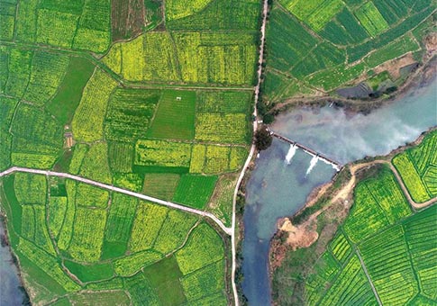 Jiangxi: Vista aérea de los campos de colza