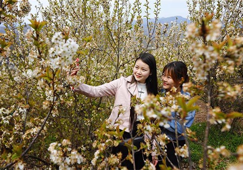 Turistas toman "selfies" con las flores de cerezo en Shaanxi
