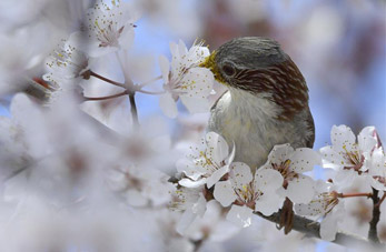 Pájaro y árbol floreciente