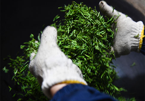 Agricultores recolectan hojas de té Biluochun en Suzhou