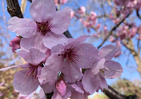 Beijing: Paisaje de primavera en el Parque Yuyuantan