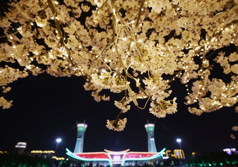 Vista de las flores de cerezo en la noche en Weifang, Shandong