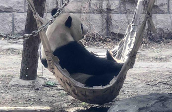 Panda en Zoológico Beijing