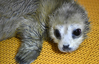 Cría de foca recién nacida en Harbin