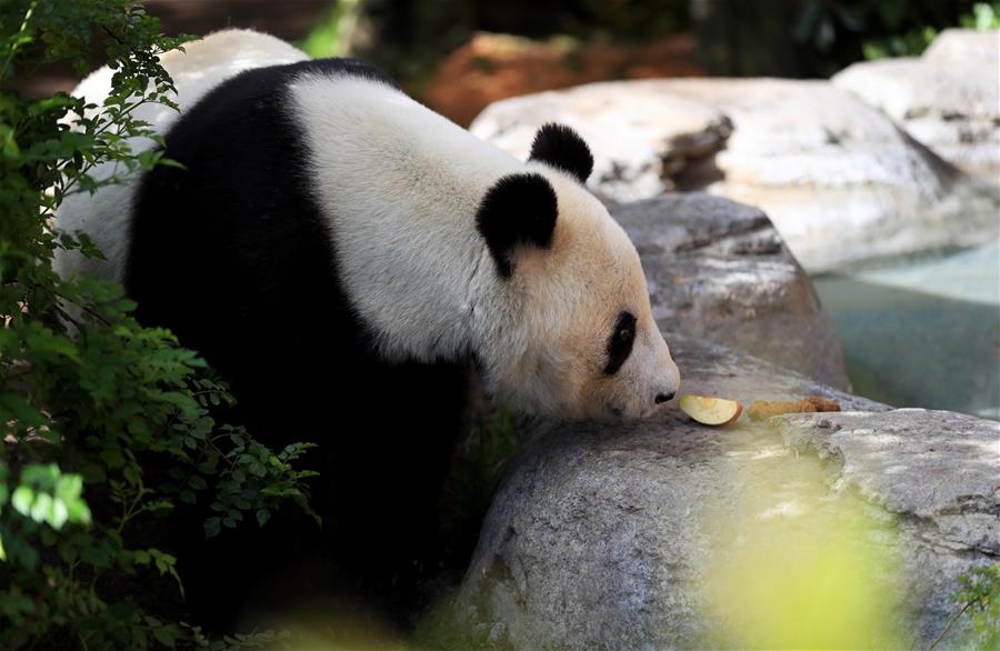 Zoológico de San Diego despide a dos pandas gigantes
