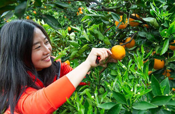 Recolectan naranjas navel en Hubei