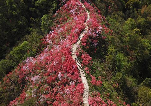 Las azaleas entraron en plena floración recientemente en Tianxia, Anhui
