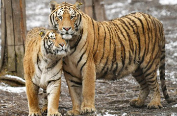 Parque de tigres en Heilongjiang