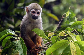 Selva amazónica, bioma más grande de Brasil