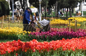 Tulipanes florecen en Estambul, Turquía